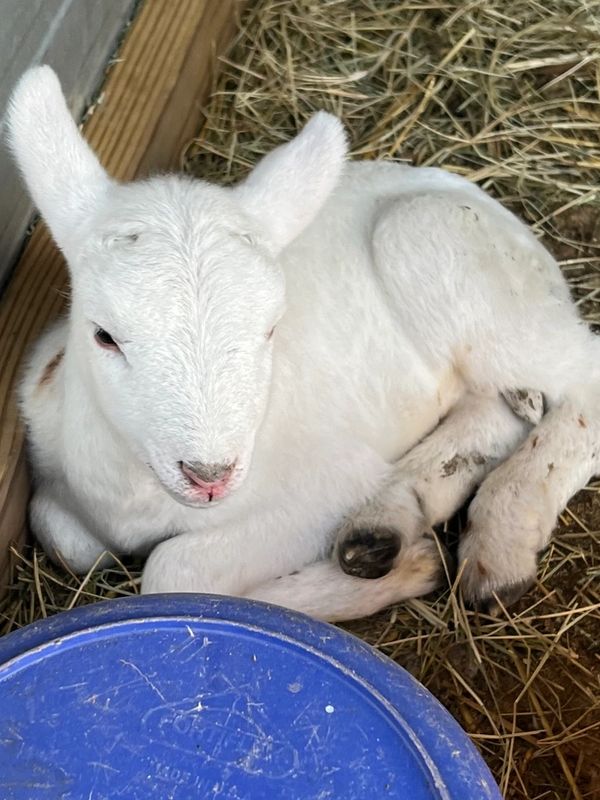 Lamb from Heard 1. 3rd pic