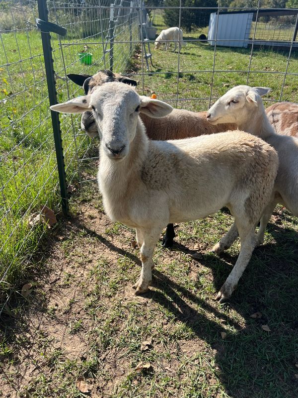 Ram 1.0 Day 1 on the ranch.