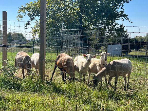 Bk40r original Ewes