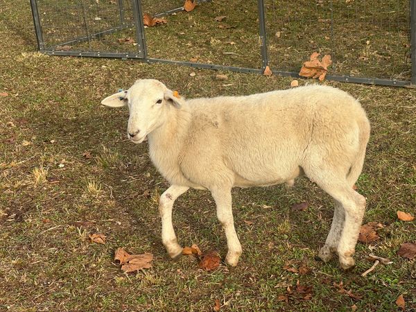 Ram 1.0 on the Back Forty Ranch, November 1st, 2024.