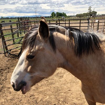 after equine massage therapy