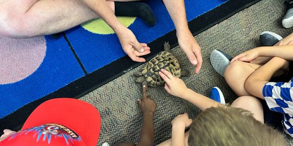 In-school field trip featuring a tortoise