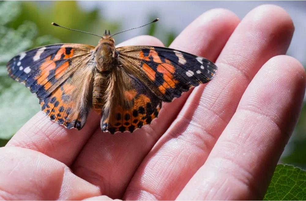 Buy butterfly hatching kits and butterflies for release in Canada