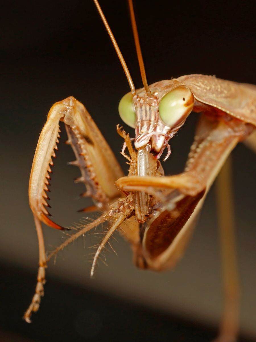 Mantis Hatchlings Kit