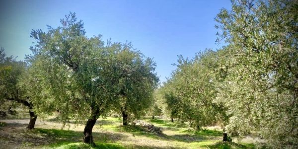 Olive trees in our orchards in Lebanon