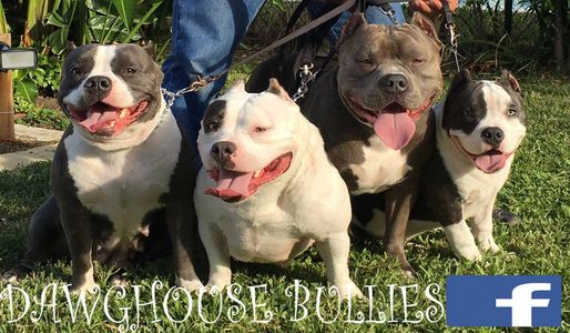 Dawghouse Bullies - Puppies, American Bullies, Bullies, ABKC