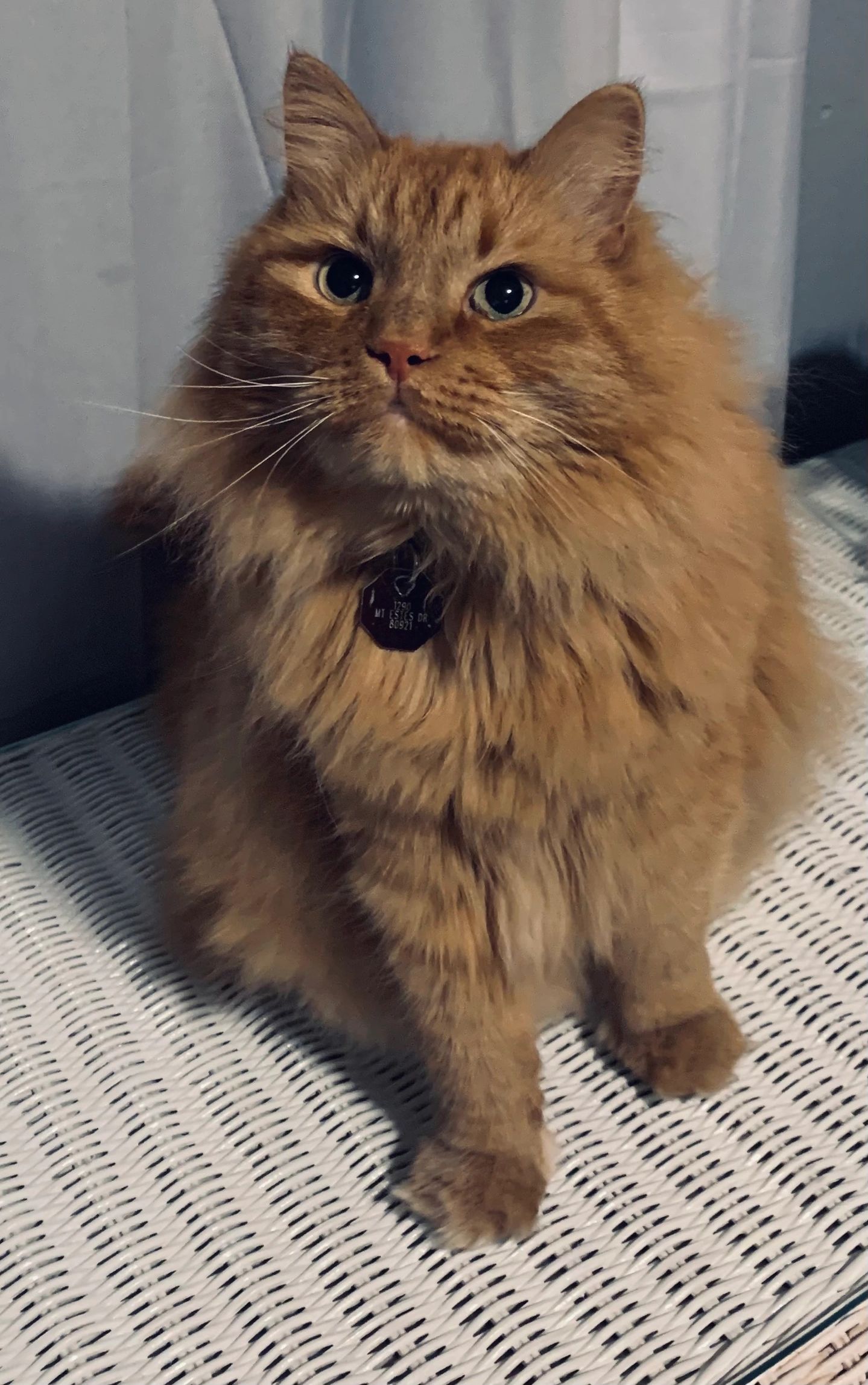 orange siberian cat