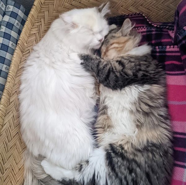 Two Siberian queens snuggling