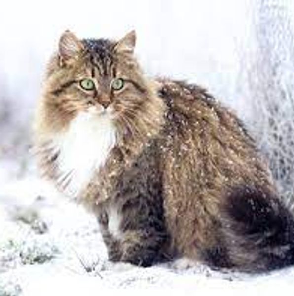 Grey Siberian Cat