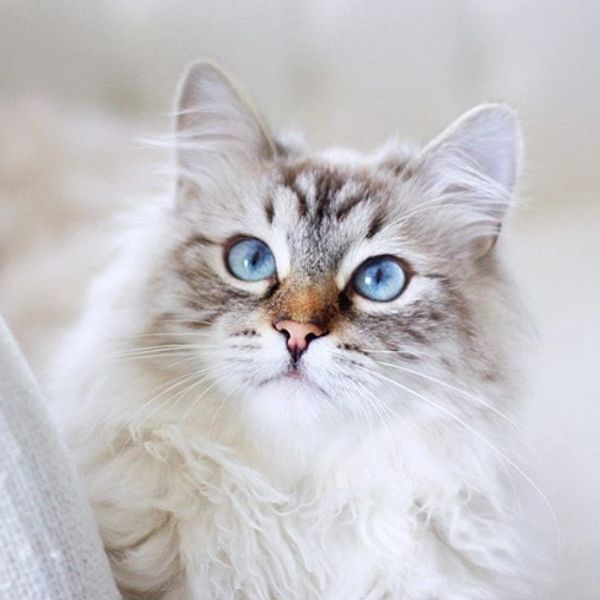 White Siberian Cat