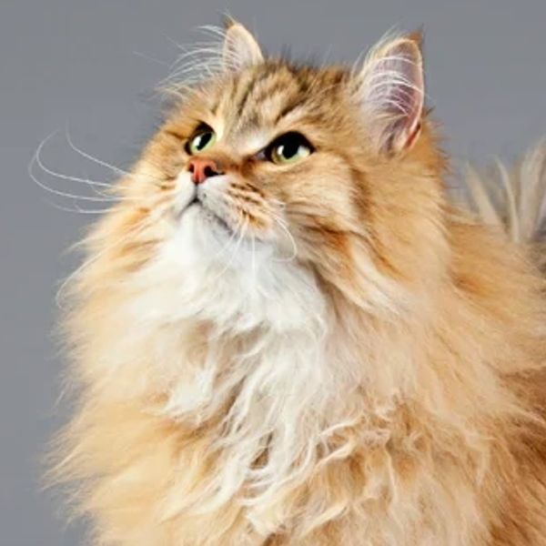 Siberian Cat Male