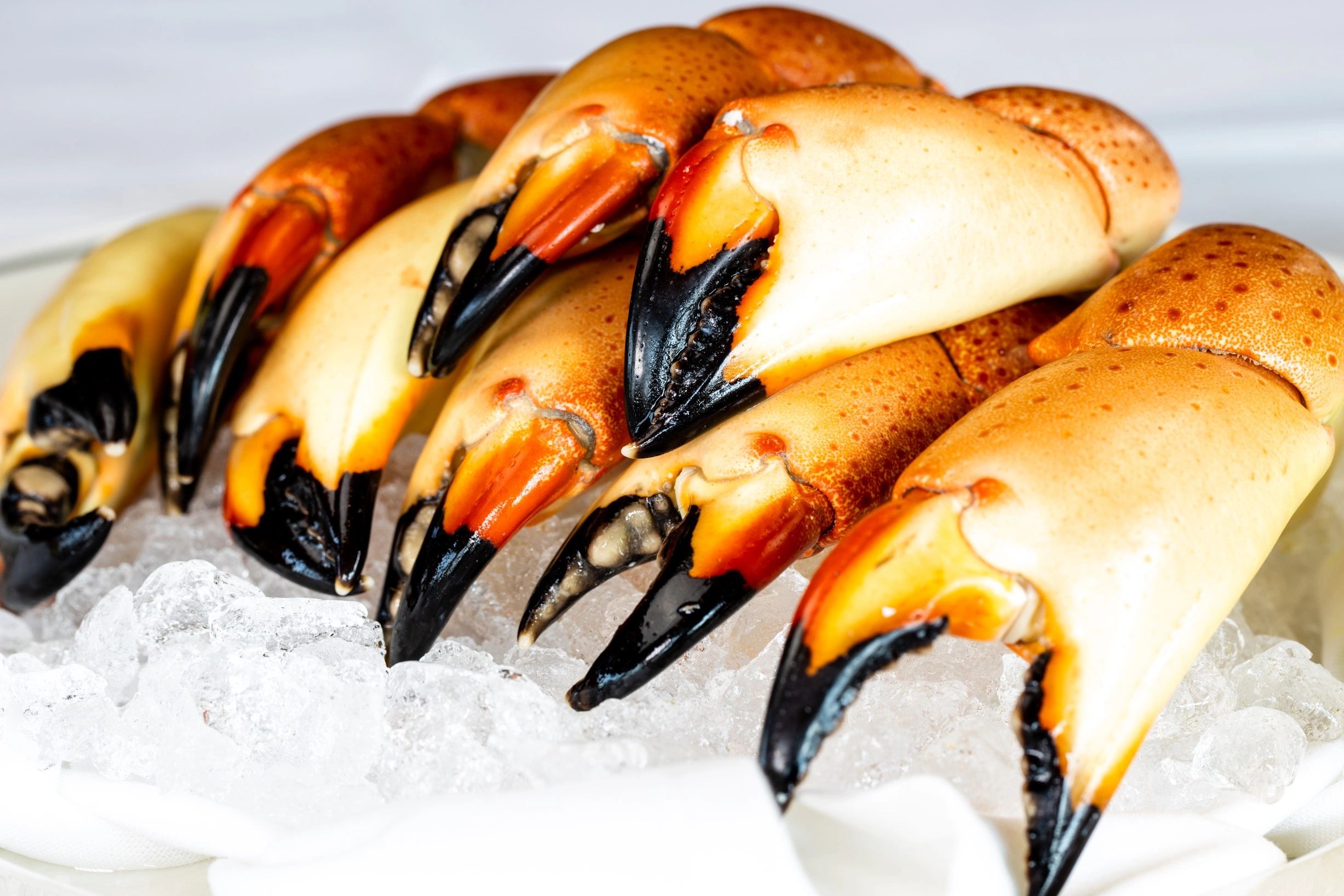 Florida Stone Crabs D & D Seafood Corp