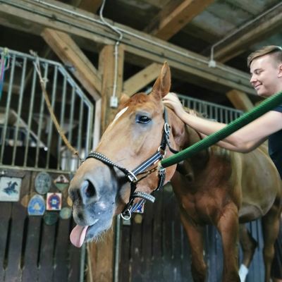 Masaż koni. Koń ziewa. Hipo-massage Patryk Kaczmarek.