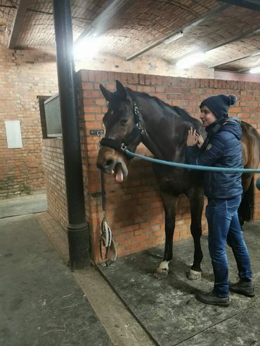 Masaż koni. Hipo-massage Patryk Kaczmarek.