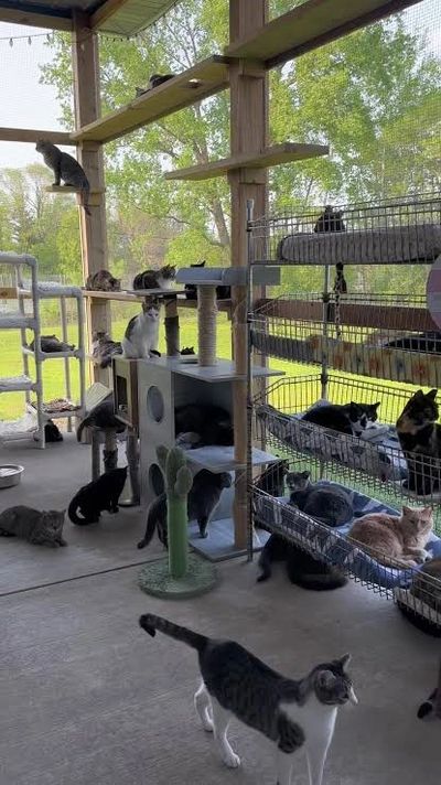We are currently raising funds to create a safe, compassionate cat sanctuary in Douglas County, 