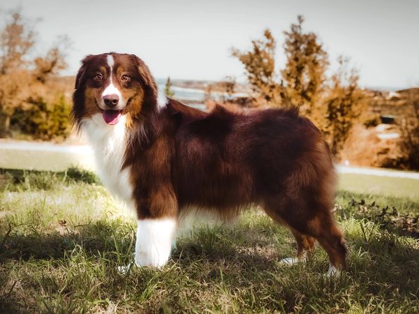 Red Australian Shepherd: Origin, Colors and Characteristics – timberwolfpet