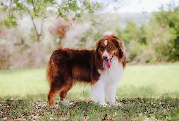 Red Australian Shepherd: Origin, Colors and Characteristics – timberwolfpet