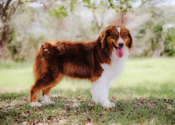 Red Australian Shepherd: Origin, Colors and Characteristics – timberwolfpet