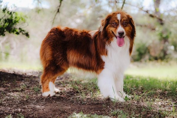 Red Australian Shepherd: Origin, Colors and Characteristics – timberwolfpet