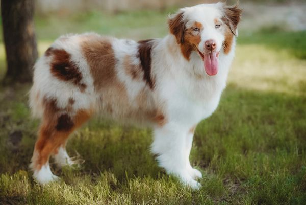 Miniature Australian Shepherd - Canna-Pet®