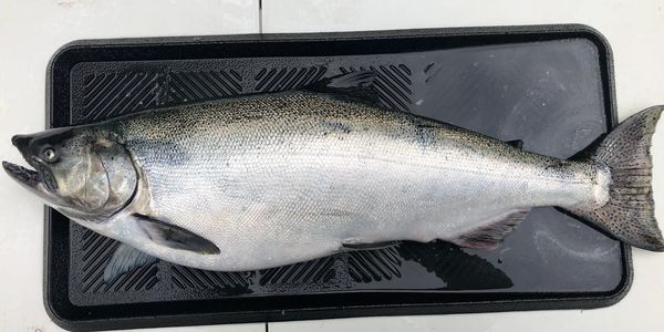 Nice King Salmon on the cleaning table 