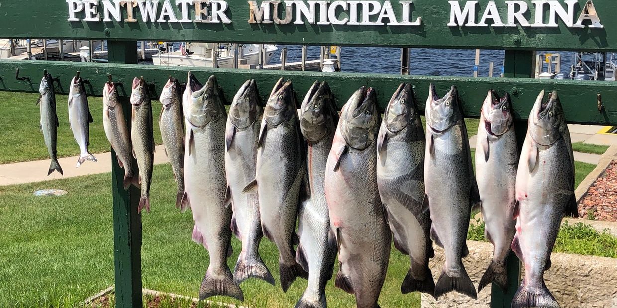Salmon and Trout Catch at Pentwater Marina with "Tackle Haack" Charters
