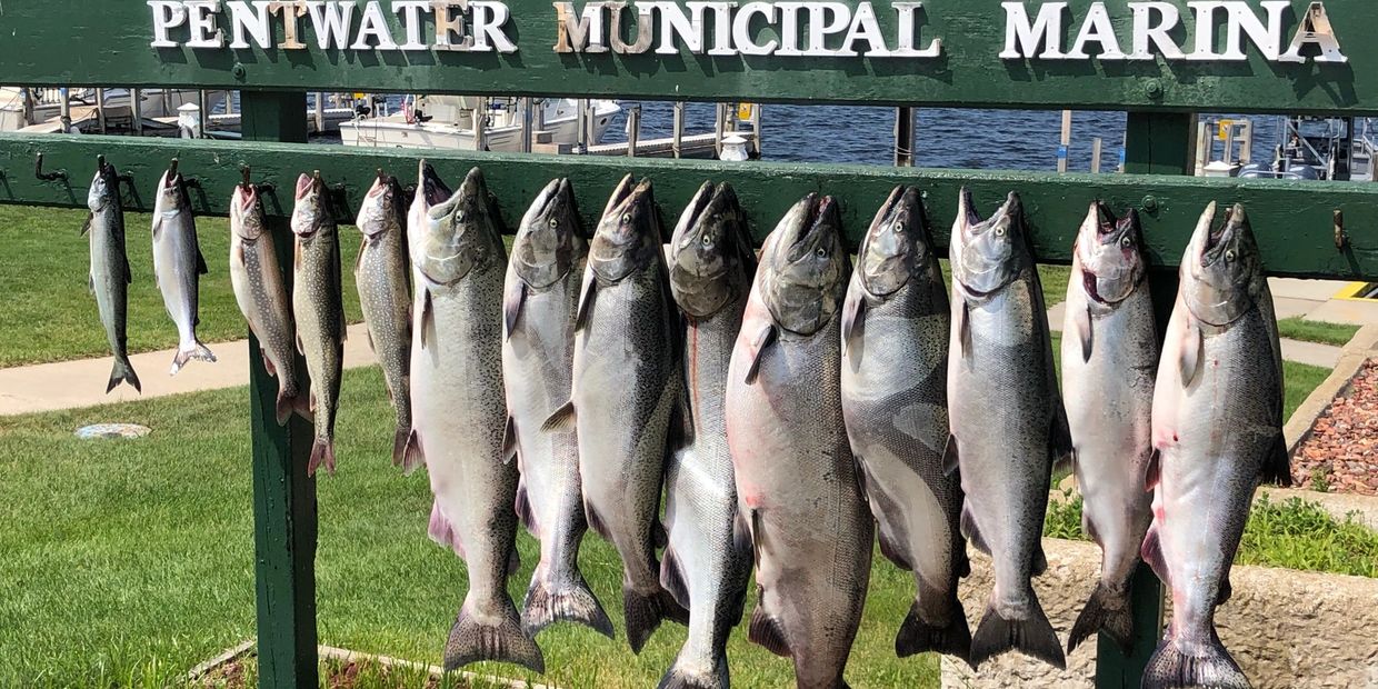 Salmon and Trout Catch at Pentwater Marina 