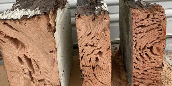 termite control working truck, downey termite control, termite company near me, termites specialist,