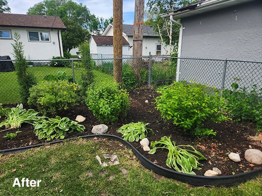 Renovated garden bed with upright junipers and organized perennial plantings
