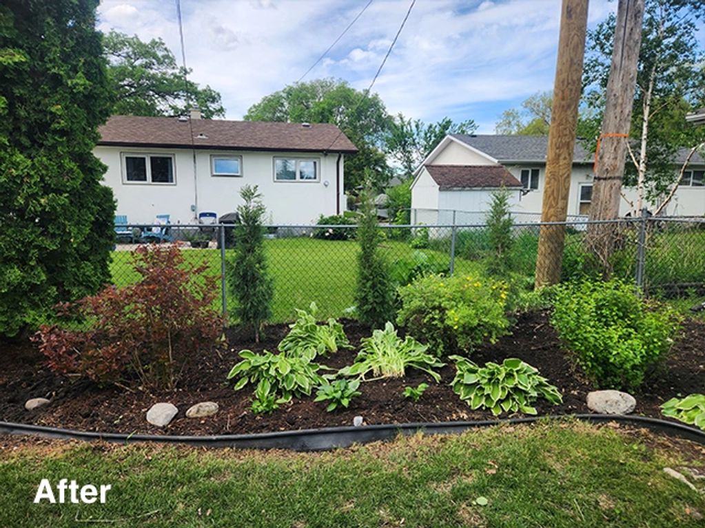 Tidy backyard garden bed with upright junipers and established plantings

