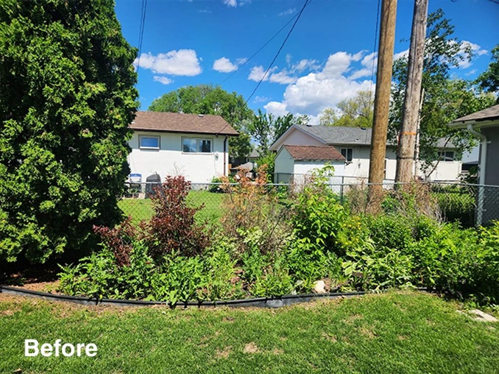 Overgrown backyard garden bed with failed privacy plantings before garden renovation