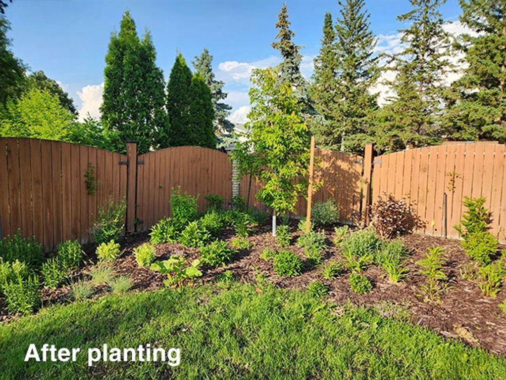 Newly planted perennial garden with young tree and mulched garden bed