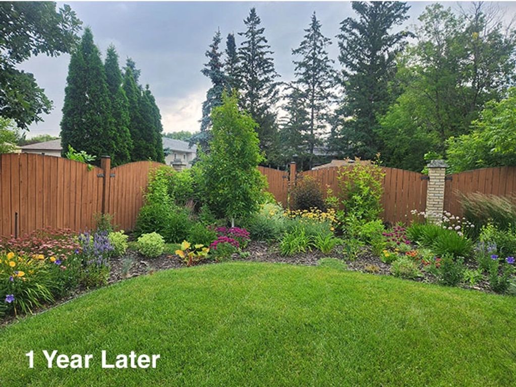 Lush, established perennial garden filled with colourful flowers one year after planting