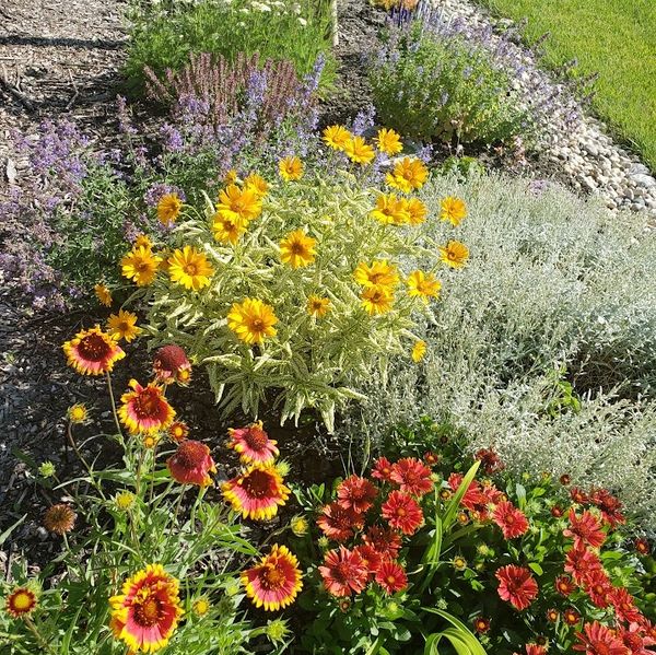 Garden full of perennials in bloom.