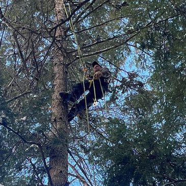 Finding lost objects in trees! A drone got stuck and we climbed to retrieve it. 