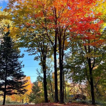 Full tree services in all seasons of Vermont 