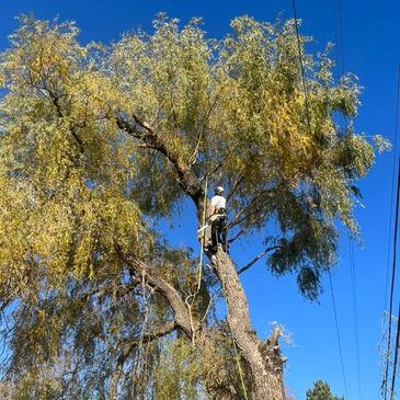Trimming or tree removal. A willow tree growing tight to power lines. 