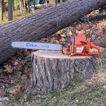 Large tree removal 