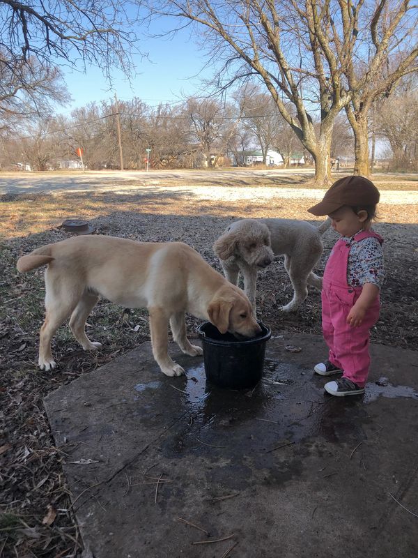 Two dogs and a toddler outside by a bucket.