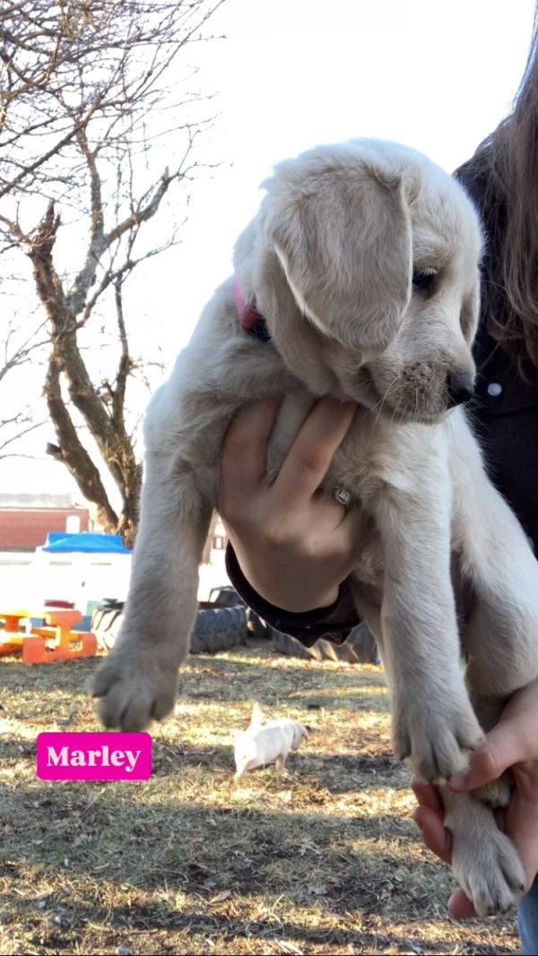 A person holding a puppy named Marley outdoors.