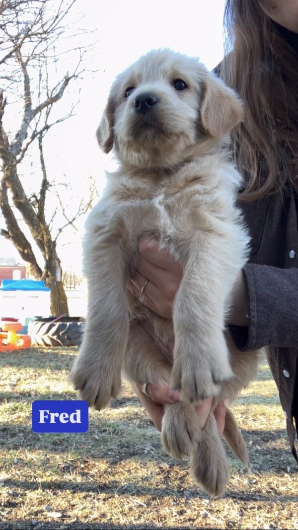 Cute golden retriever puppy named Fred being held.
