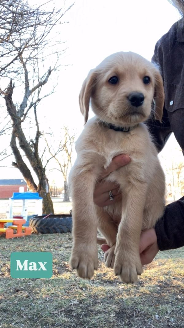 Adorable puppy named Max being held outdoors.