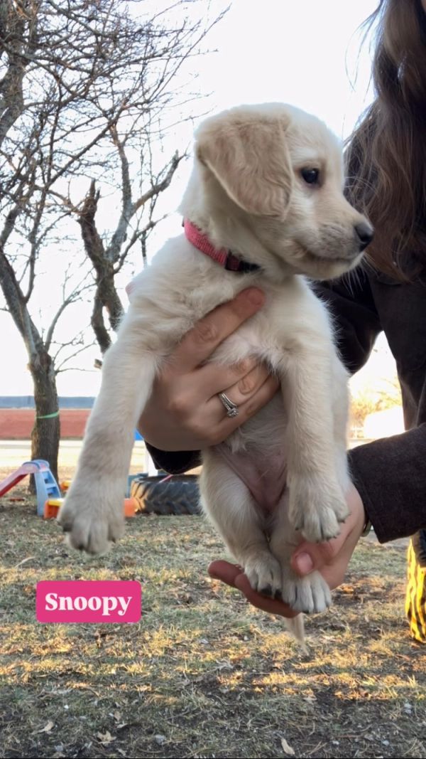 Cute puppy named Snoopy being held.