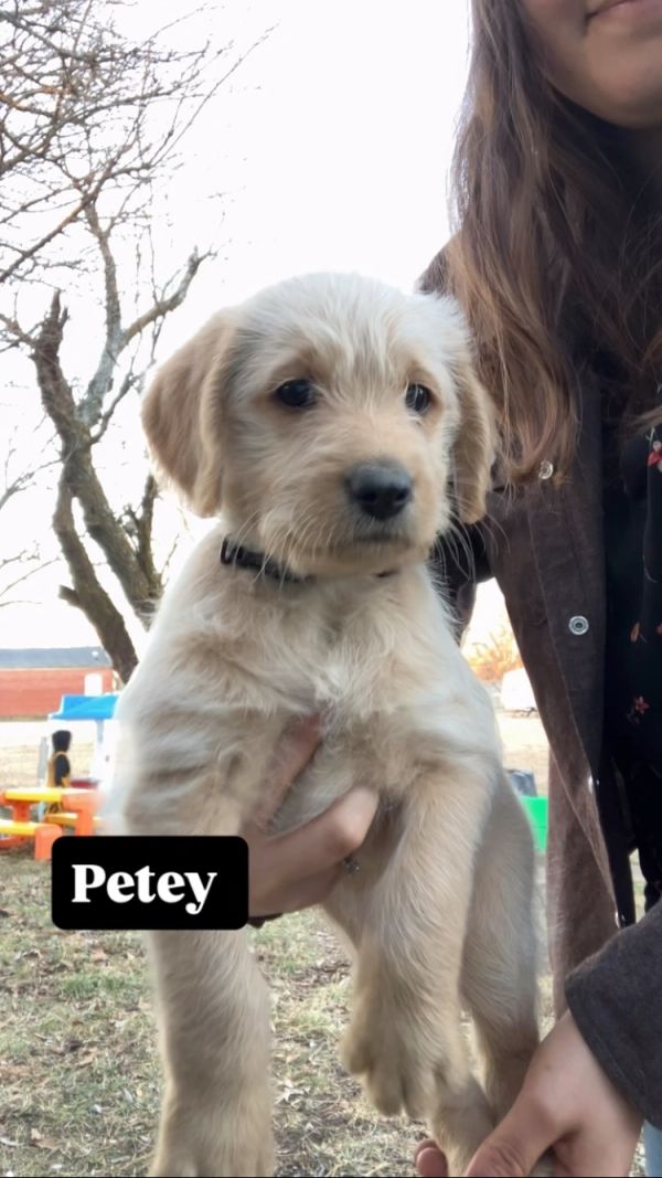 A person holding a puppy named Petey.