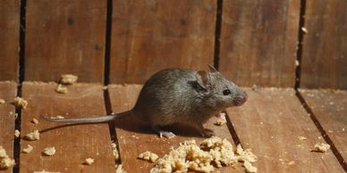 Rodent in attic