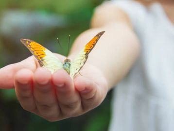 Liberacion de mariposas para fiestas y eventos