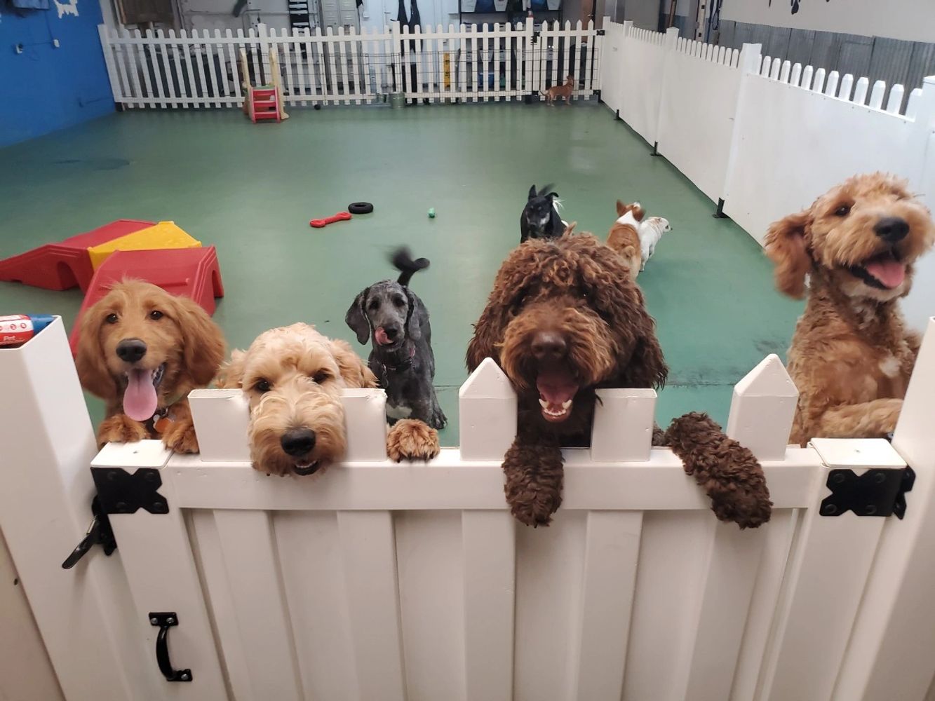 Daycare puppy hot sale