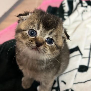 Adorable kitten with big blue eyes looking up curiously.