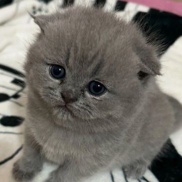 Adorable fluffy gray kitten with big blue eyes sitting on a musical note blanket.