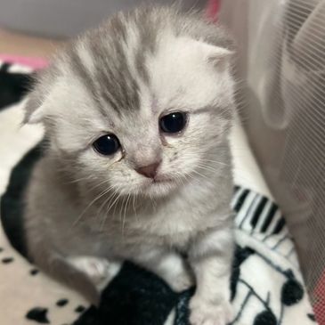 A sad-looking, fluffy gray and white kitten with big eyes.